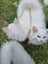 Mix ragdoll kittens Carousel 5