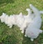 Mix ragdoll kittens Carousel 6