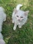 Mix ragdoll kittens Carousel 7