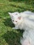 Mix ragdoll kittens Carousel 8