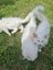 Mix ragdoll kittens Carousel 10