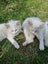 Mix ragdoll kittens Carousel 9