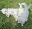 Mix ragdoll kittens Carousel 11