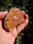 Petrified Wood carving slab Stunning pattern Carousel 6