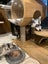 Scaredy Kittens - looking for loving homes Carousel 17
