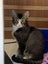 Scaredy Kittens - looking for loving homes Carousel 4