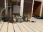 Scaredy Kittens - looking for loving homes Carousel 9