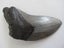 MAGNIFICENT LARGE MEGALODON TOOTH, AUTHENTIC FOSSIL Carousel 2