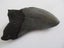 MAGNIFICENT LARGE MEGALODON TOOTH, AUTHENTIC FOSSIL Carousel 3