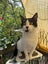 TUX - AVAILABLE FOR ADOPTION - PET WHISPERER RESCUE Carousel 5