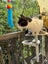 TUX - AVAILABLE FOR ADOPTION - PET WHISPERER RESCUE Carousel 13