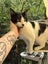 TUX - AVAILABLE FOR ADOPTION - PET WHISPERER RESCUE Carousel 3