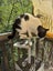 TUX - AVAILABLE FOR ADOPTION - PET WHISPERER RESCUE Carousel 14