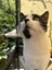 TUX - AVAILABLE FOR ADOPTION - PET WHISPERER RESCUE Carousel 1