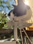 TUX - AVAILABLE FOR ADOPTION - PET WHISPERER RESCUE Carousel 10