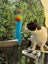 TUX - AVAILABLE FOR ADOPTION - PET WHISPERER RESCUE Carousel 11