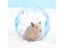 Plastic Outdoor Sport Ball For Small Pet Rodents' Exercise Carousel 3