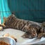 Kitty Kingdom - AIOLI Carousel 2