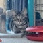 Kitty Kingdom - SAUCY Carousel 2