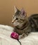 Kitty Kingdom - MIA GRACE Carousel 1