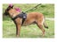 Adjustable Dog Harness NEW Carousel 7