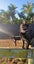 THE STREET CAT PROJECT - REHOME LILY & IVY - AVAILABLE FOR ADOPTION Carousel 1