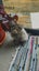 Adorable 9-week-old kittens ragdoll-tabby Crossed Carousel 4