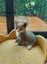 Adorable 9-week-old kittens ragdoll-tabby Crossed Carousel 5