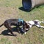 Woody - DOGWATCH dog rescue & rehoming Carousel 3
