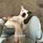 Woody - DOGWATCH dog rescue & rehoming Carousel 4