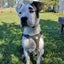 Woody - DOGWATCH dog rescue & rehoming Carousel 5
