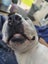 Woody - DOGWATCH dog rescue & rehoming Carousel 6