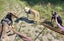 Kenny - DOGWATCH dog rescue & rehoming Carousel 3