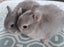 Netherland dwarf kits( purebred) Carousel 1