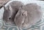 Netherland dwarf kits( purebred) Carousel 2