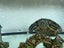 Red Eared Slider turtle, tank and accessories Carousel 3
