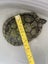 Red Eared Slider turtle, tank and accessories Carousel 7