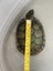 Red Eared Slider turtle, tank and accessories Carousel 6