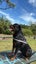 Purebred Rottweilers puppies Carousel 6