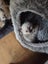 Purebred ragdoll kittens Carousel 3