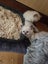 Purebred ragdoll kittens Carousel 4