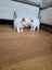 Purebred ragdoll kittens Carousel 6