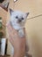 Purebred ragdoll kittens Carousel 7