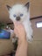 Purebred ragdoll kittens Carousel 8
