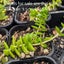 Crassula Capitella | Red Pagoda Carousel 3
