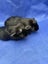 Healthy baby Guinea Pigs Carousel 3