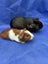 Healthy baby Guinea Pigs Carousel 4