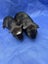 Healthy baby Guinea Pigs Carousel 5