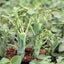 Senecio Articulatus | Candle Plant Carousel 1