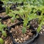Senecio Articulatus | Candle Plant Carousel 2